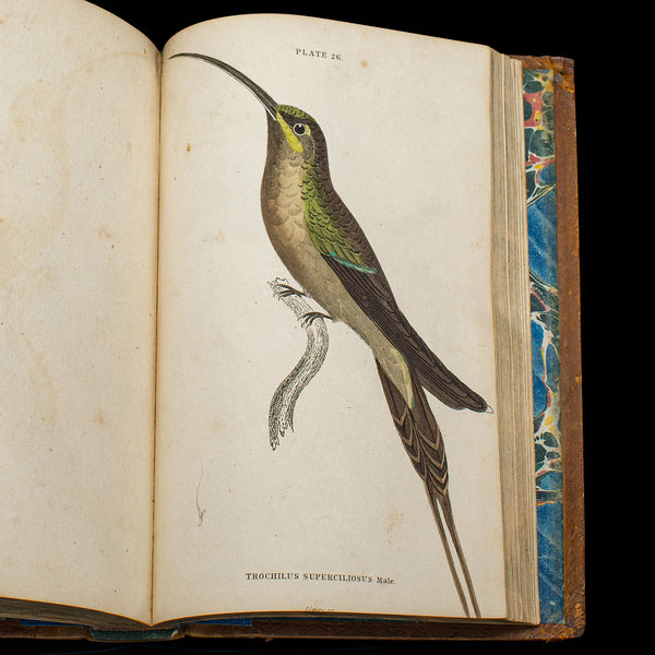 Pair Of Antique Ornithology Books, English, 2 Vols, Hummingbirds, Circa 1830