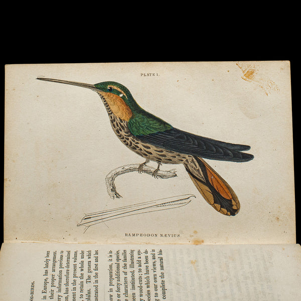 Pair Of Antique Ornithology Books, English, 2 Vols, Hummingbirds, Circa 1830