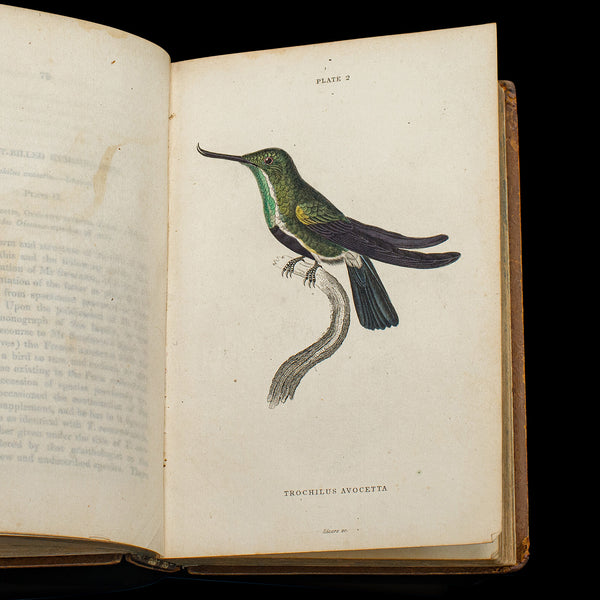 Pair Of Antique Ornithology Books, English, 2 Vols, Hummingbirds, Circa 1830