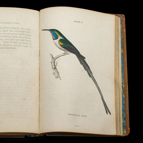Pair Of Antique Ornithology Books, English, 2 Vols, Hummingbirds, Circa 1830