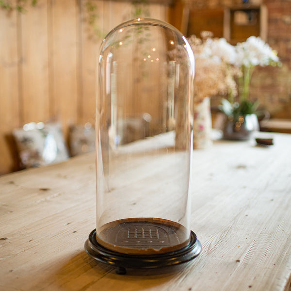 Medium Antique Taxidermy Dome, English, Glass Display Showcase, Edwardian, 1910