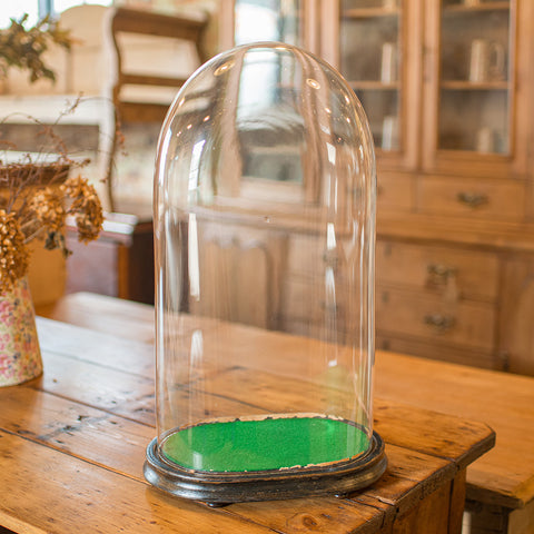 Large Antique Botany Display Dome, English, Glass, Specimen Showcase, Victorian