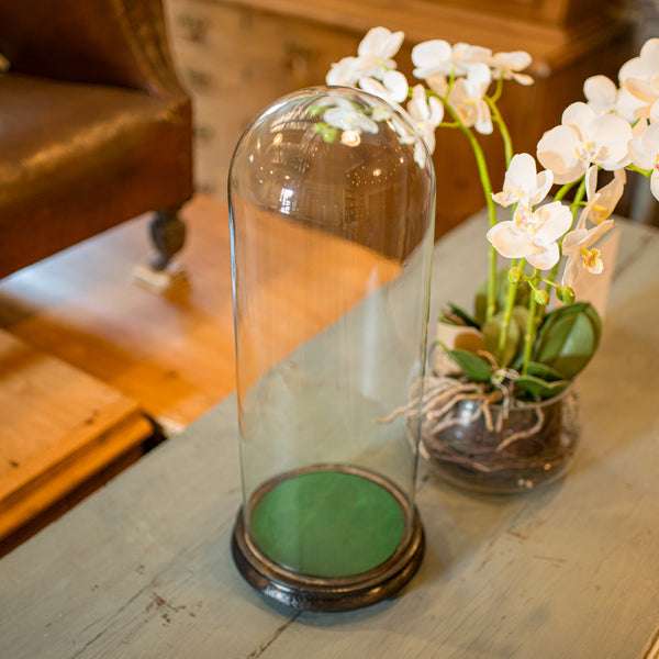 Tall Antique Taxidermy Dome, English, Glass, Pine, Display Case, Victorian, 1880
