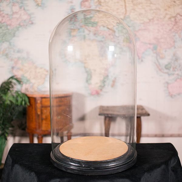 Large Antique Display Dome, English, Glass, Taxidermy Showcase, Victorian, 1850