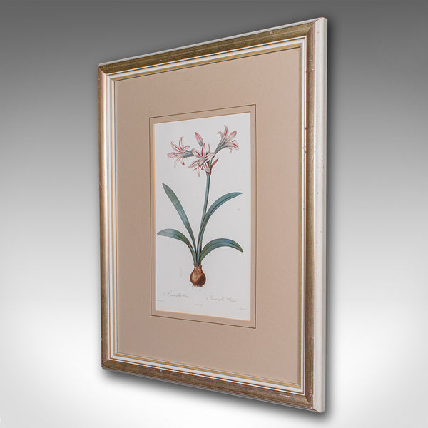 Vintage Botanical Print, English, Framed Engraving, Georgian Revival, Circa 1990