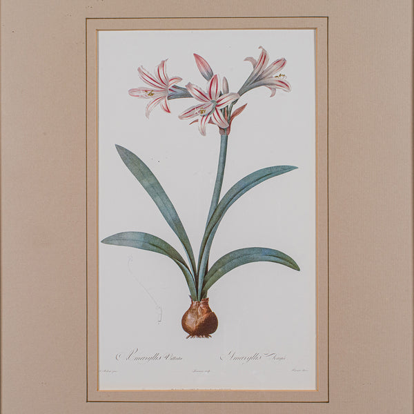 Vintage Botanical Print, English, Framed Engraving, Georgian Revival, Circa 1990