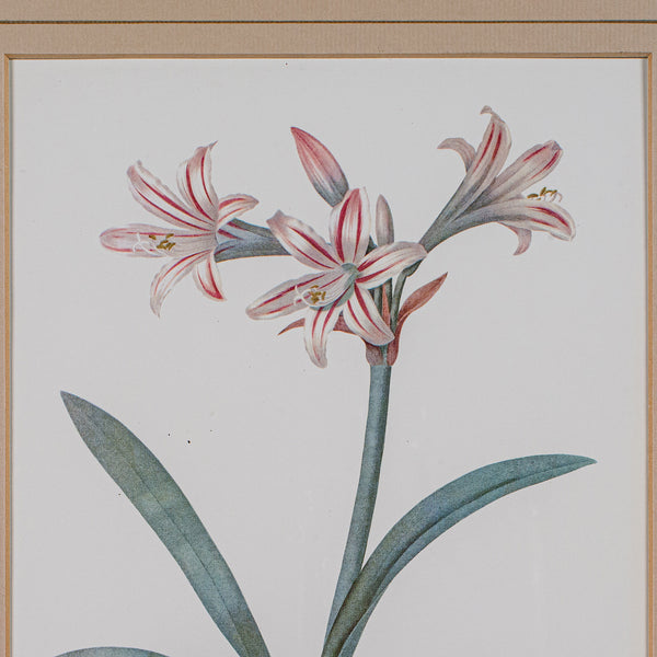 Vintage Botanical Print, English, Framed Engraving, Georgian Revival, Circa 1990