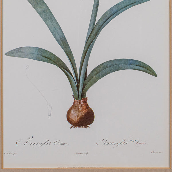 Vintage Botanical Print, English, Framed Engraving, Georgian Revival, Circa 1990