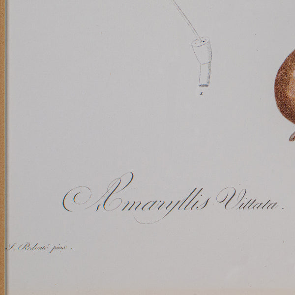 Vintage Botanical Print, English, Framed Engraving, Georgian Revival, Circa 1990