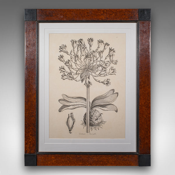 Large Vintage Framed Botanical Print, English, Art, Picture, Amaryllis Study