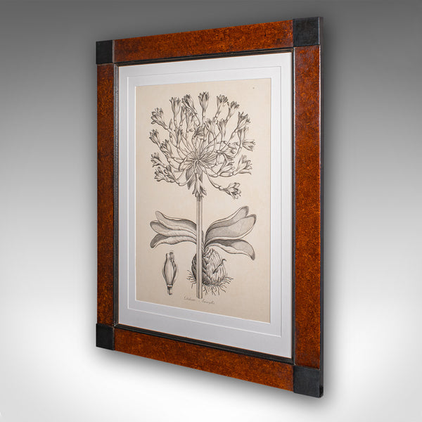 Large Vintage Framed Botanical Print, English, Art, Picture, Amaryllis Study
