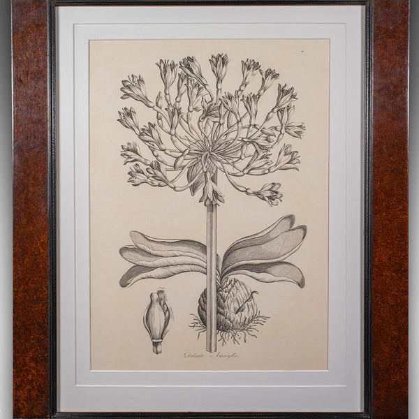 Large Vintage Framed Botanical Print, English, Art, Picture, Amaryllis Study