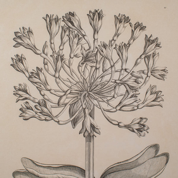 Large Vintage Framed Botanical Print, English, Art, Picture, Amaryllis Study