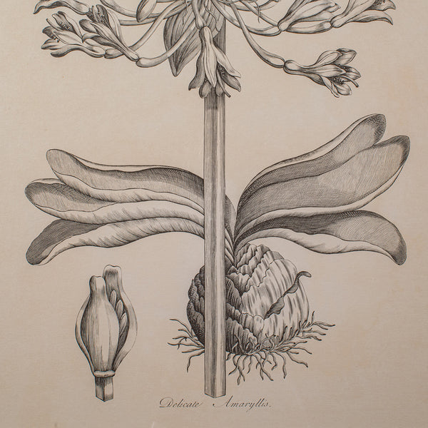 Large Vintage Framed Botanical Print, English, Art, Picture, Amaryllis Study