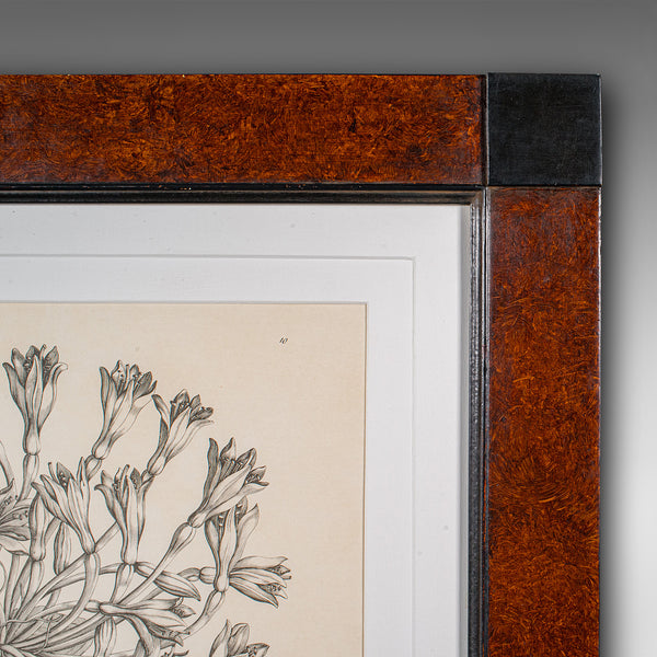 Large Vintage Framed Botanical Print, English, Art, Picture, Amaryllis Study