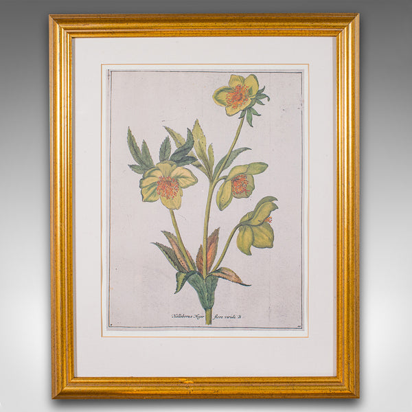 Set Of 4 Vintage Botanical Prints, English, Framed Engravings, Flower Art, Decor