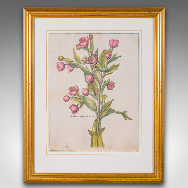 Set Of 4 Vintage Botanical Prints, English, Framed Engravings, Flower Art, Decor