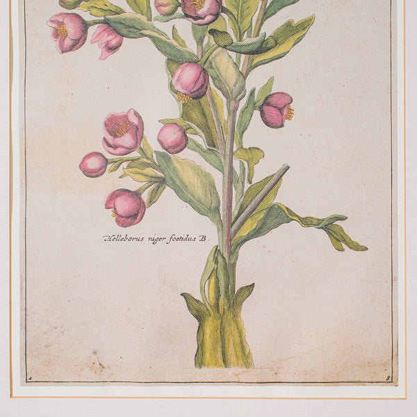 Set Of 4 Vintage Botanical Prints, English, Framed Engravings, Flower Art, Decor
