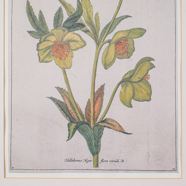 Set Of 4 Vintage Botanical Prints, English, Framed Engravings, Flower Art, Decor