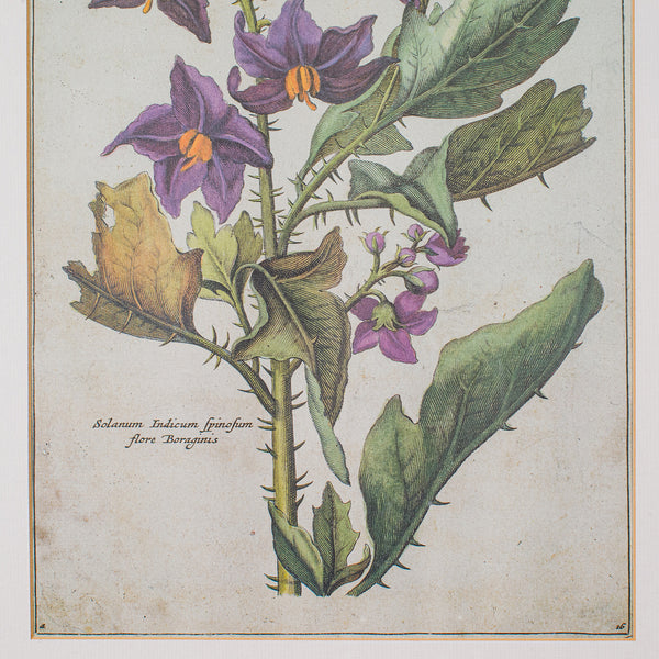 Set Of 4 Vintage Botanical Prints, English, Framed Engravings, Flower Art, Decor