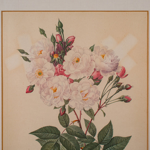 Set of 6 Vintage Botanical Prints, English, Framed Flower Study, Art, Circa 1990