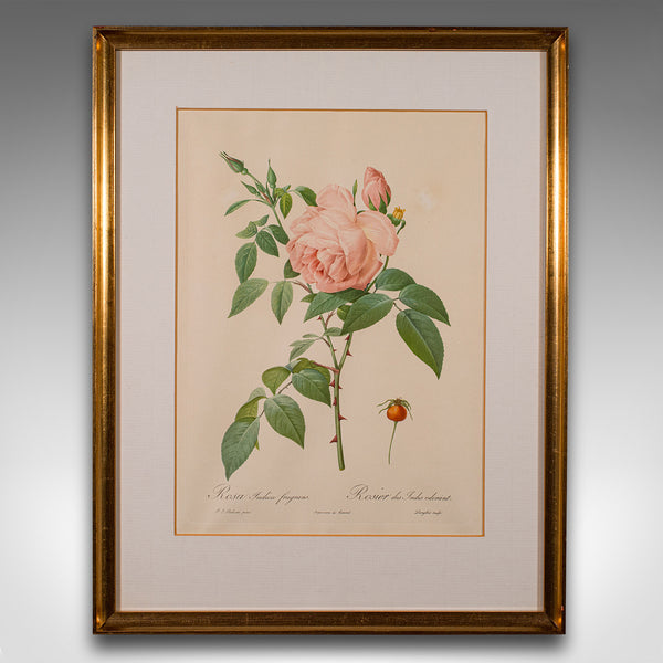Set of 6 Vintage Botanical Prints, English, Framed Flower Study, Art, Circa 1990
