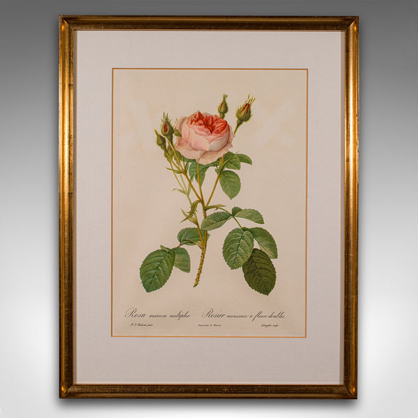 Set of 6 Vintage Botanical Prints, English, Framed Flower Study, Art, Circa 1990