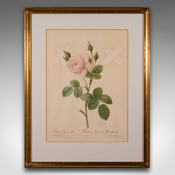 Set of 6 Vintage Botanical Prints, English, Framed Flower Study, Art, Circa 1990