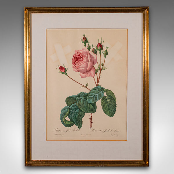 Set of 6 Vintage Botanical Prints, English, Framed Flower Study, Art, Circa 1990