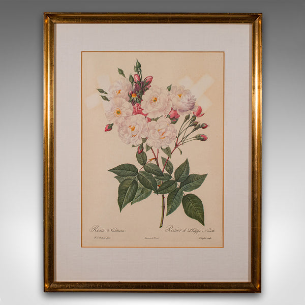 Set of 6 Vintage Botanical Prints, English, Framed Flower Study, Art, Circa 1990