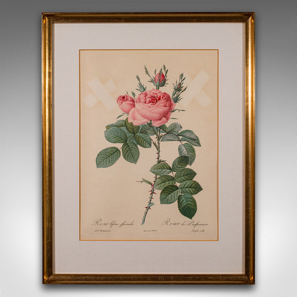 Set of 6 Vintage Botanical Prints, English, Framed Flower Study, Art, Circa 1990