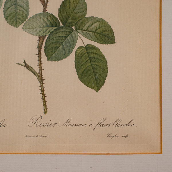 Set of 6 Vintage Botanical Prints, English, Framed Flower Study, Art, Circa 1990