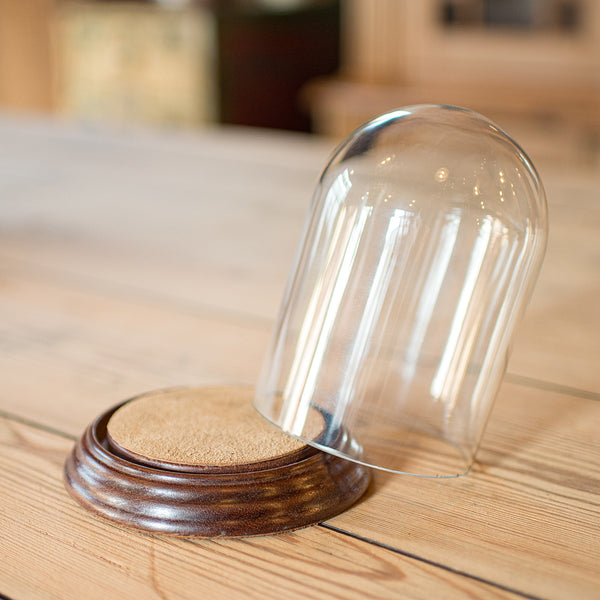 Small Antique Display Dome, English, Glass, Oak, Taxidermy, Showcase, Edwardian