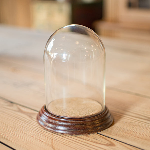 Small Antique Display Dome, English, Glass, Oak, Taxidermy, Showcase, Edwardian