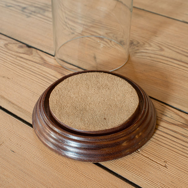 Small Antique Display Dome, English, Glass, Oak, Taxidermy, Showcase, Edwardian