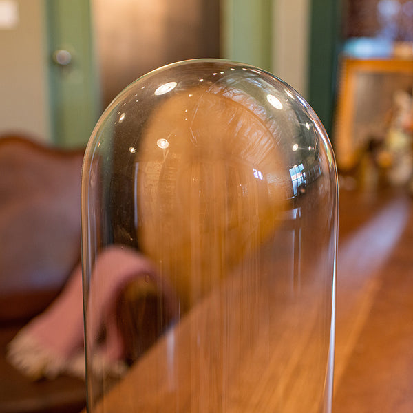 Tall Antique Taxidermy Dome, English, Glass, Collector’s Display, Late Victorian