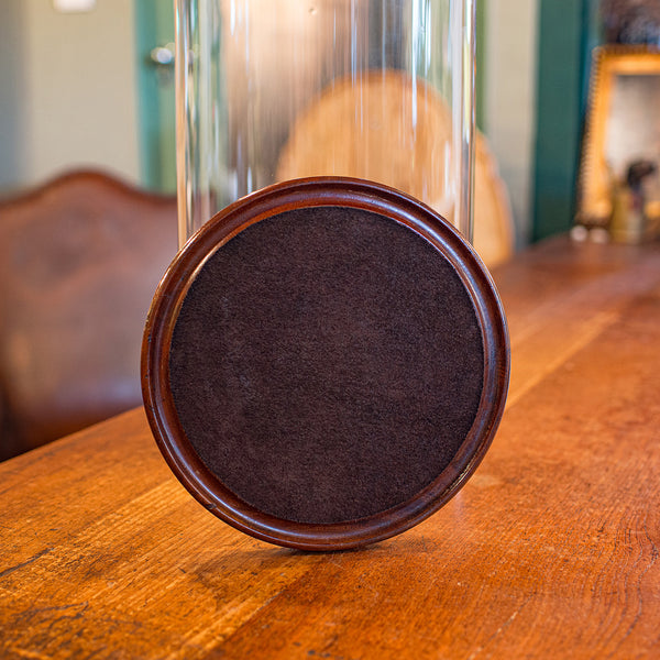 Tall Antique Taxidermy Dome, English, Glass, Collector’s Display, Late Victorian