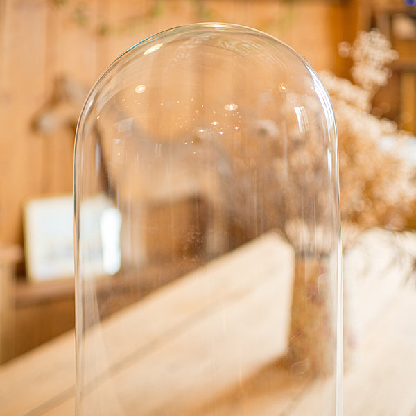 Large Antique Display Dome, Edwardian, Glass, Showcase, Taxidermy, Circa 1910