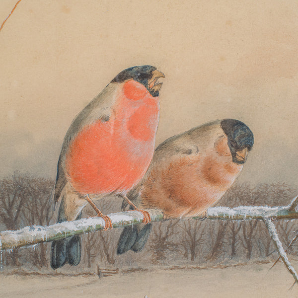 Antique Watercolour Painting, English School, Bird Art, Harry Bright, Victorian