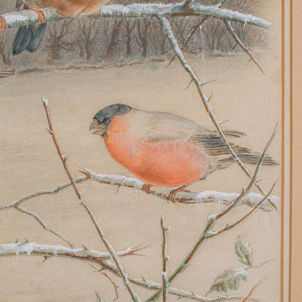Antique Watercolour Painting, English School, Bird Art, Harry Bright, Victorian
