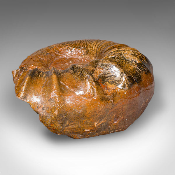 Large Ammonite Specimen, Natural History, Jurassic Fossil, Antique Presentation