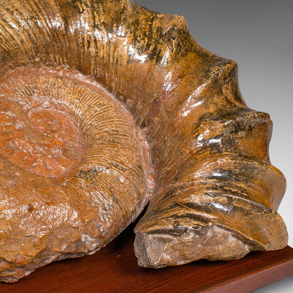 Large Ammonite Specimen, Natural History, Jurassic Fossil, Antique Presentation