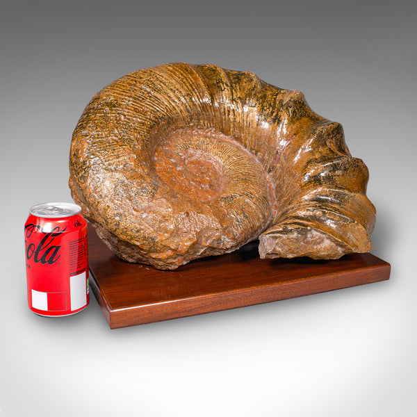 Large Ammonite Specimen, Natural History, Jurassic Fossil, Antique Presentation