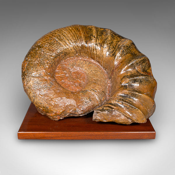 Large Ammonite Specimen, Natural History, Jurassic Fossil, Antique Presentation