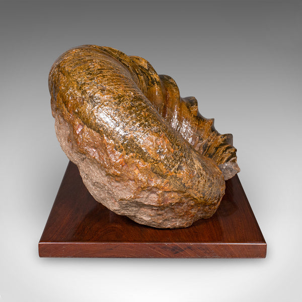 Large Ammonite Specimen, Natural History, Jurassic Fossil, Antique Presentation