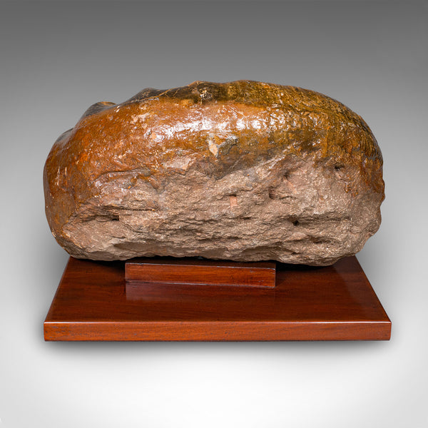 Large Ammonite Specimen, Natural History, Jurassic Fossil, Antique Presentation