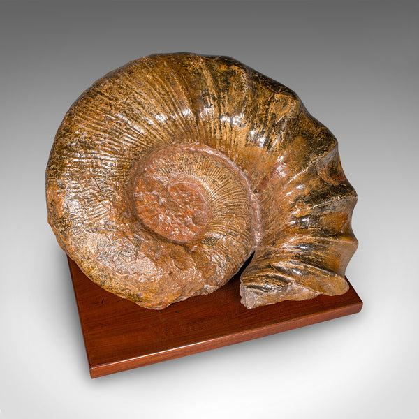 Large Ammonite Specimen, Natural History, Jurassic Fossil, Antique Presentation