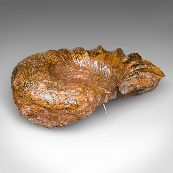 Large Ammonite Specimen, Natural History, Jurassic Fossil, Antique Presentation