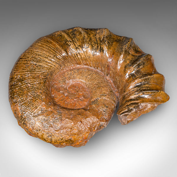 Large Ammonite Specimen, Natural History, Jurassic Fossil, Antique Presentation
