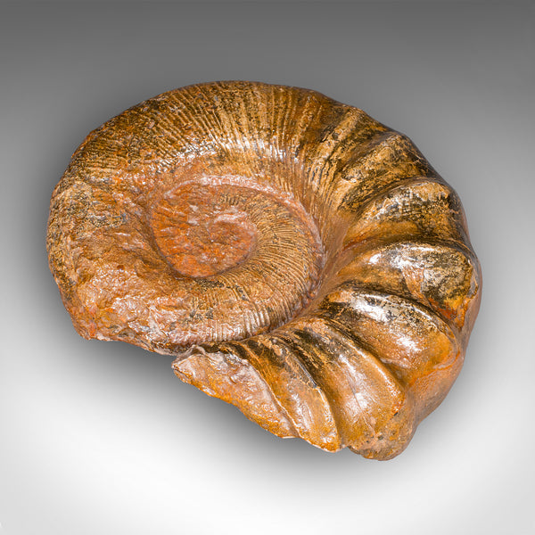 Large Ammonite Specimen, Natural History, Jurassic Fossil, Antique Presentation